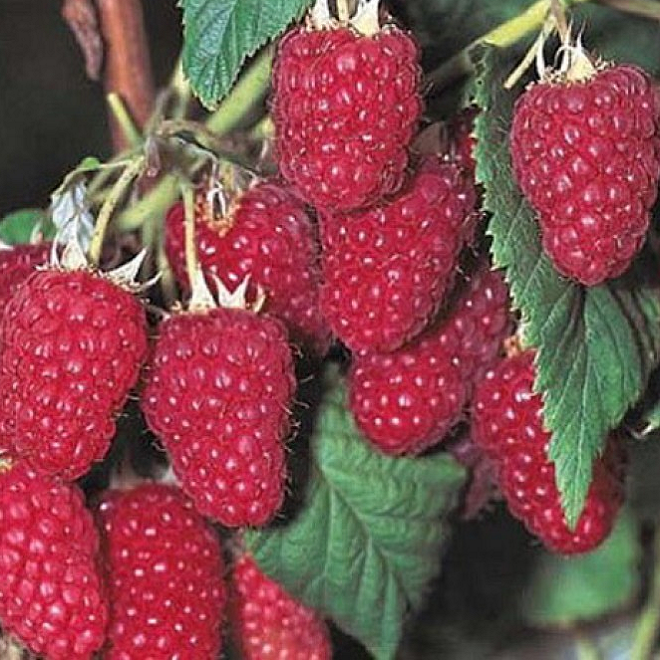 Основное изображение товара