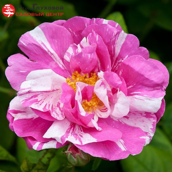 Основное изображение товара