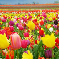 Подготовка к сезону тюльпанов