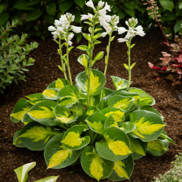 Основное изображение товара