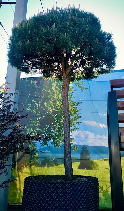 Сосна обыкновенная в форме Пиния Сосна обыкновенная в форме Пиния