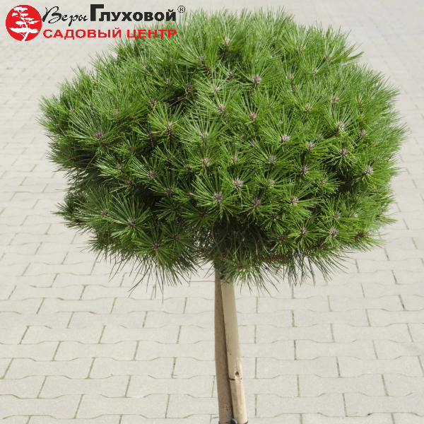 Основное изображение товара