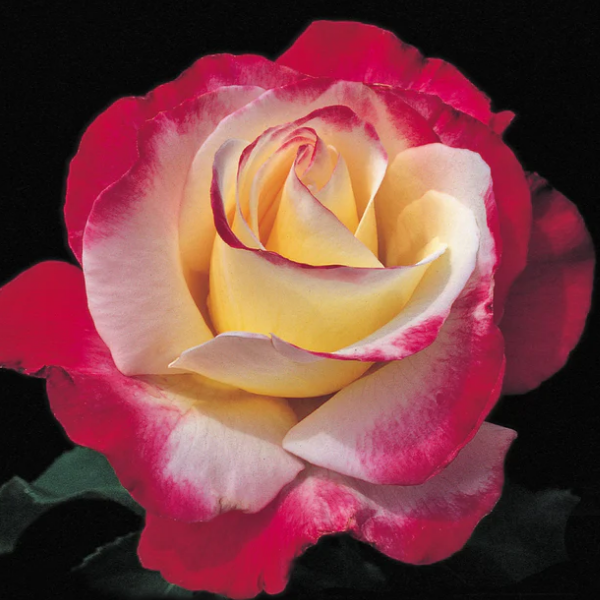 Основное изображение товара