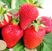 Поступление садовой земляники (клубники)