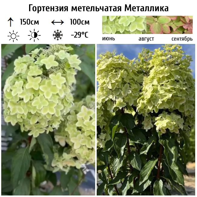 Гортензия метельчатая Металлика