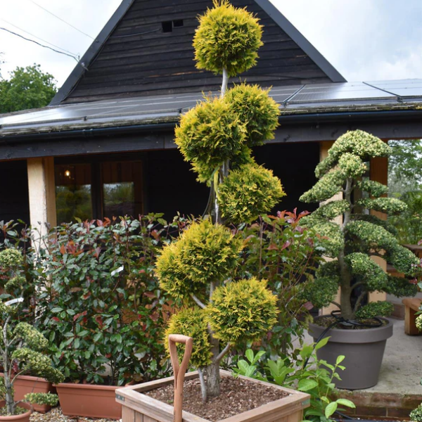 Туя западная "Еллоу Риббон" - Thuja occidentalis “Yellow Ribbon“