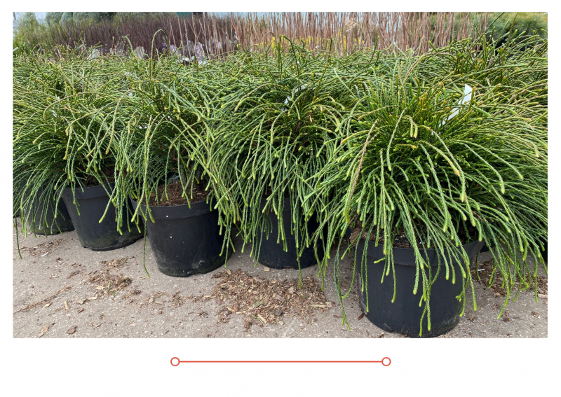 Новый выпуск "Дачные советы" от 29.04.2021г.