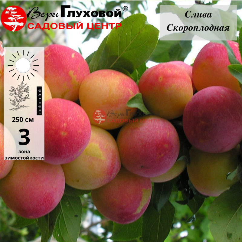 Основное изображение товара