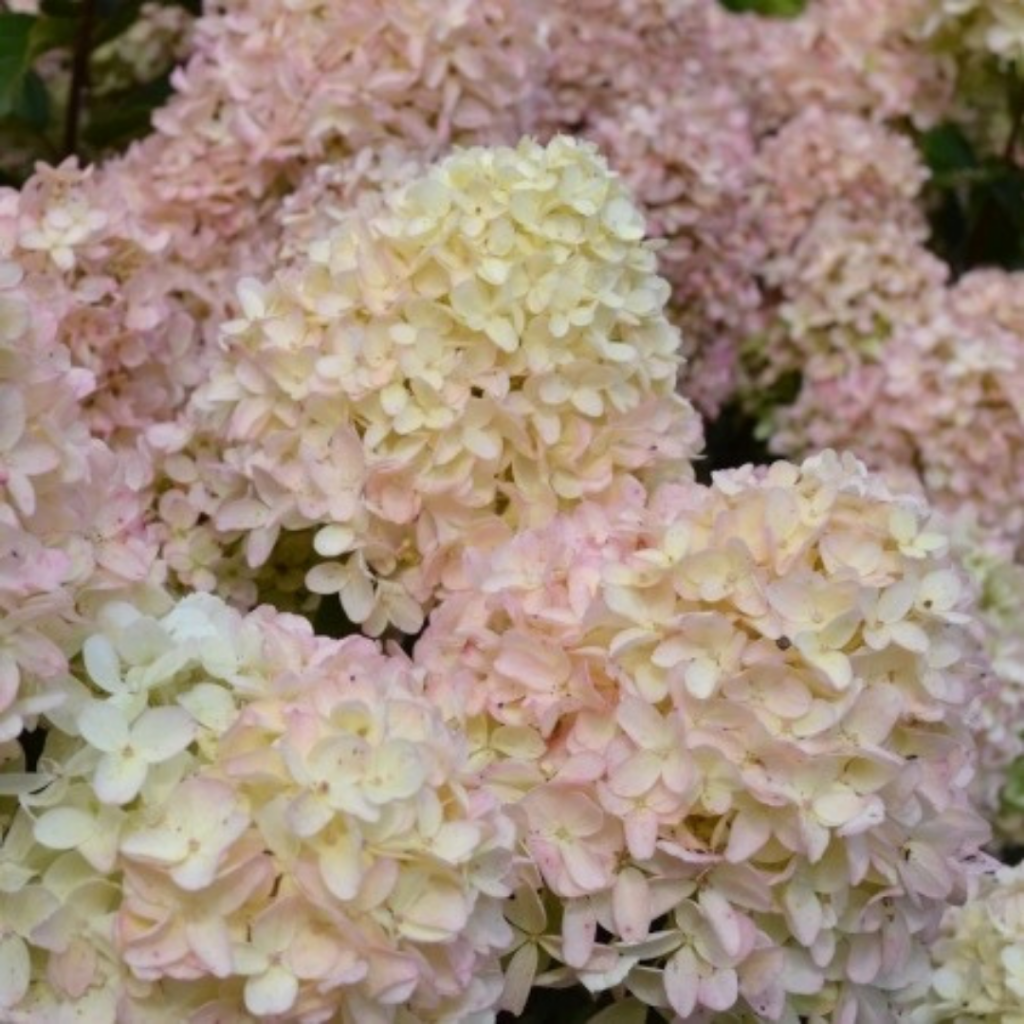 Вайт лайт .png