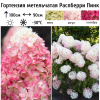 Гортензия метельчатая (Hydrangea paniculata) Распберри Пинк С3 СП/24