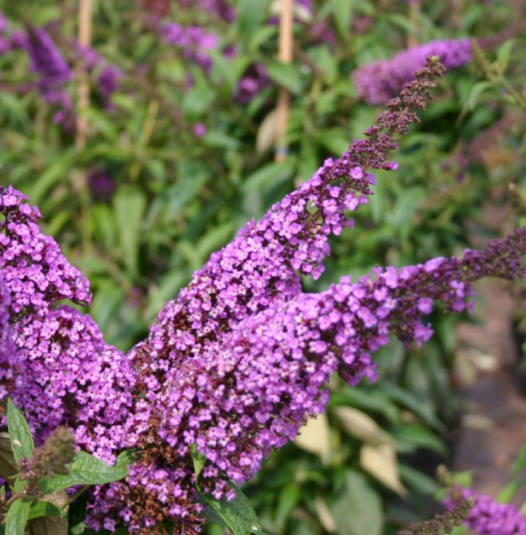 Основное изображение товара