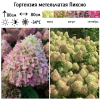 Гортензия метельчатая (Hydrangea paniculata) Пиксио  С3 СП/26