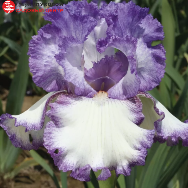 Основное изображение товара