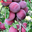 Алыча 