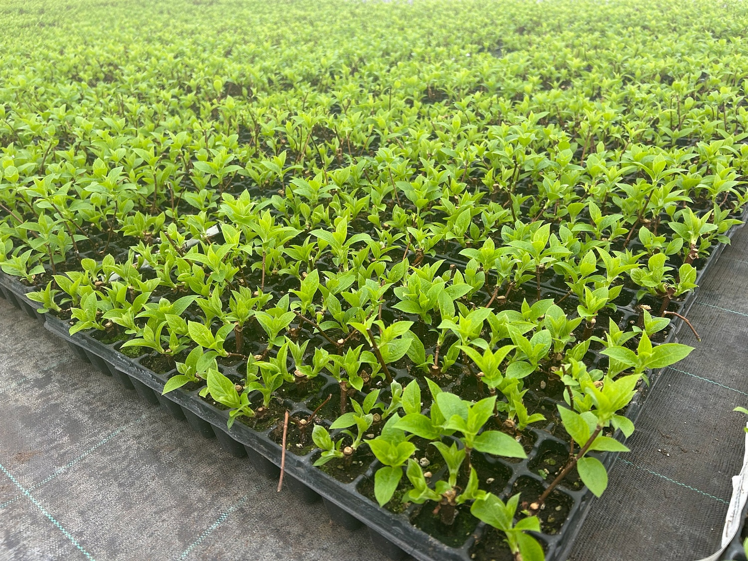 Весна в наших теплицах