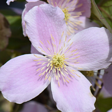 Основное изображение товара