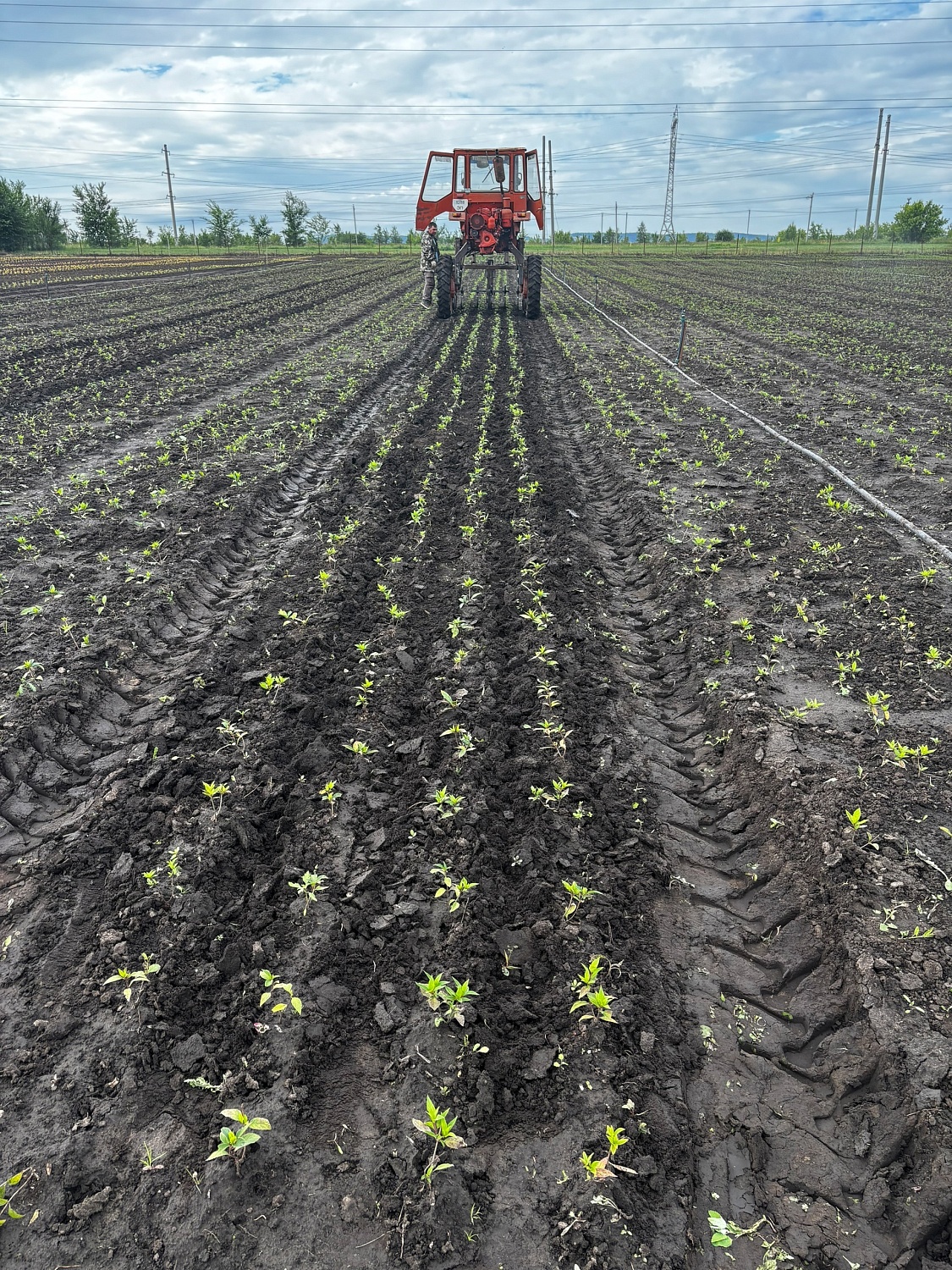 Новые решения в борьбе с сорняками