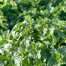 Основное изображение товара