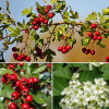 Боярышник точечный (Crataegus punctata) Людмил 200-250 С10 РСав/24