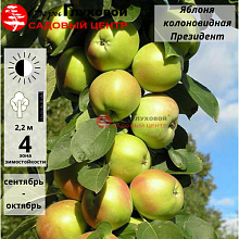 Основное изображение товара