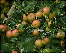 Рисунок 270.jpg