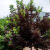 Черемуха виргинская (Prunus virginiana) Шуберт  80-100 С7,5 РГр/26