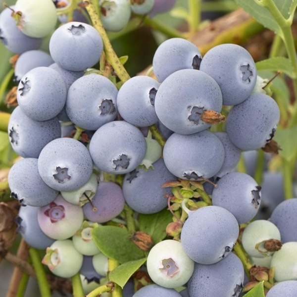 Основное изображение товара