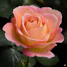 Основное изображение товара