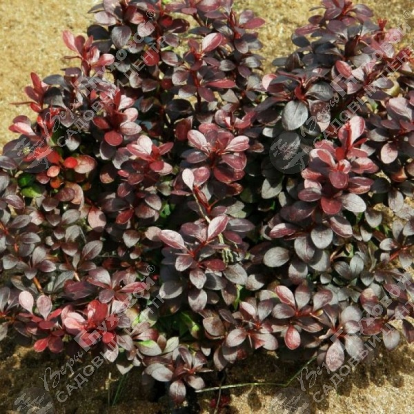 Барбарис Тунберга "Дартс Ред Леди" на фото