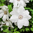 Клематис 