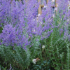 Перовския гибридная (Perovskia аtriplicifolia) Блю Спайр С2 ГлХ/26