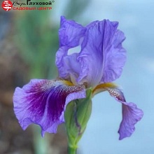 Основное изображение товара