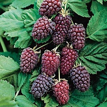 Основное изображение товара