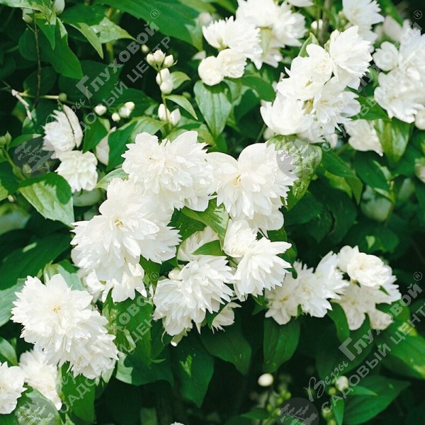 Чубушник "Мон Блан" на фото