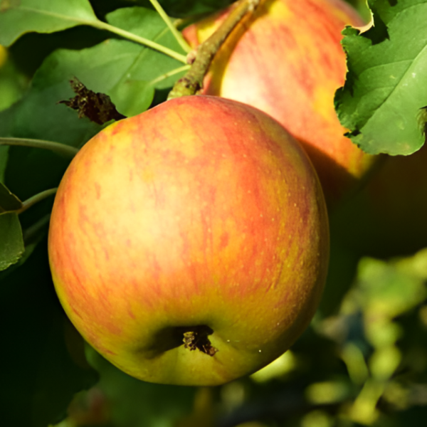 Основное изображение товара