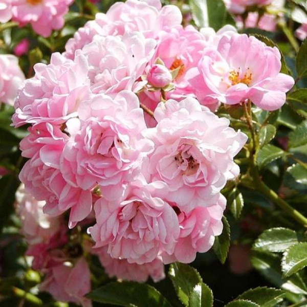 Основное изображение товара