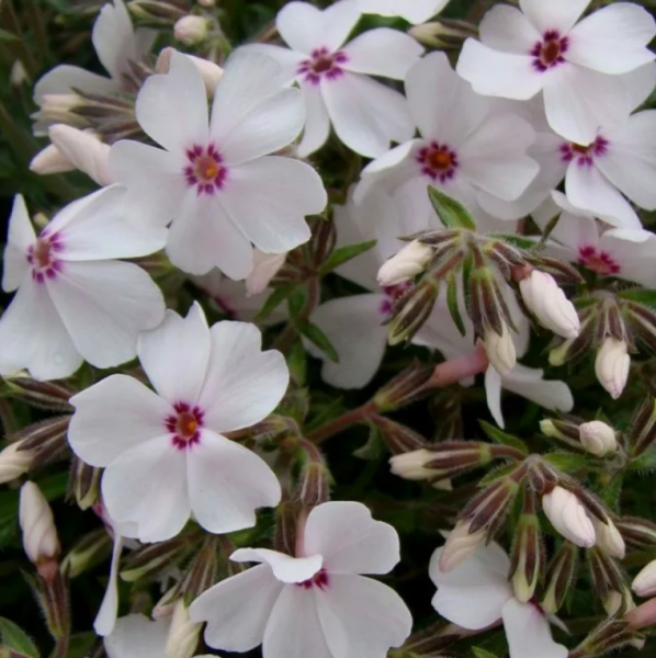 Основное изображение товара