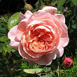 Роза флорибунда 