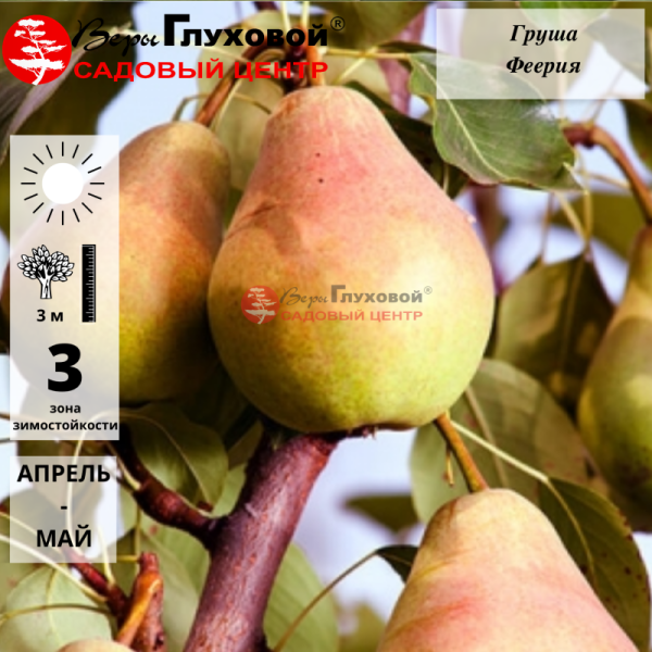 Основное изображение товара