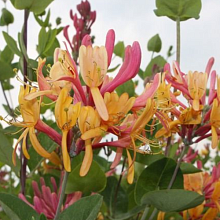 Основное изображение товара