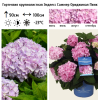 Гортензия крупнолистная (Hydrangea macrophyllа) Эндлесс Саммер Ориджинал Пинк  С3 БдН/24