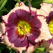 Основное изображение товара