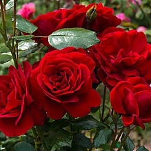 Основное изображение товара