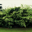 Можжевельник средний 