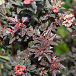 Пузыреплодник калинолистный 