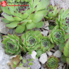 Молодило кровельное (Sempervivum tectorum) Р9 РЛ/25