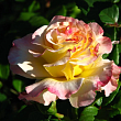Роза чайно-гибридная 