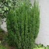 Тис средний (Taxus media) Хиксии 40-60 С3 ПК/26