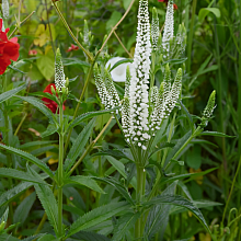 Основное изображение товара