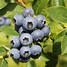 Основное изображение товара